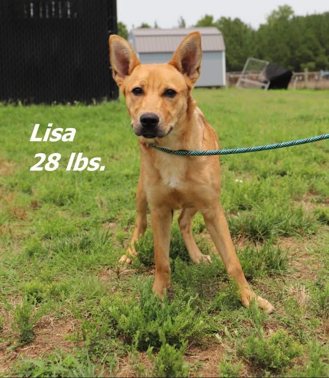 Lisa, Adoptable, Puppy Female Mixed Breed.