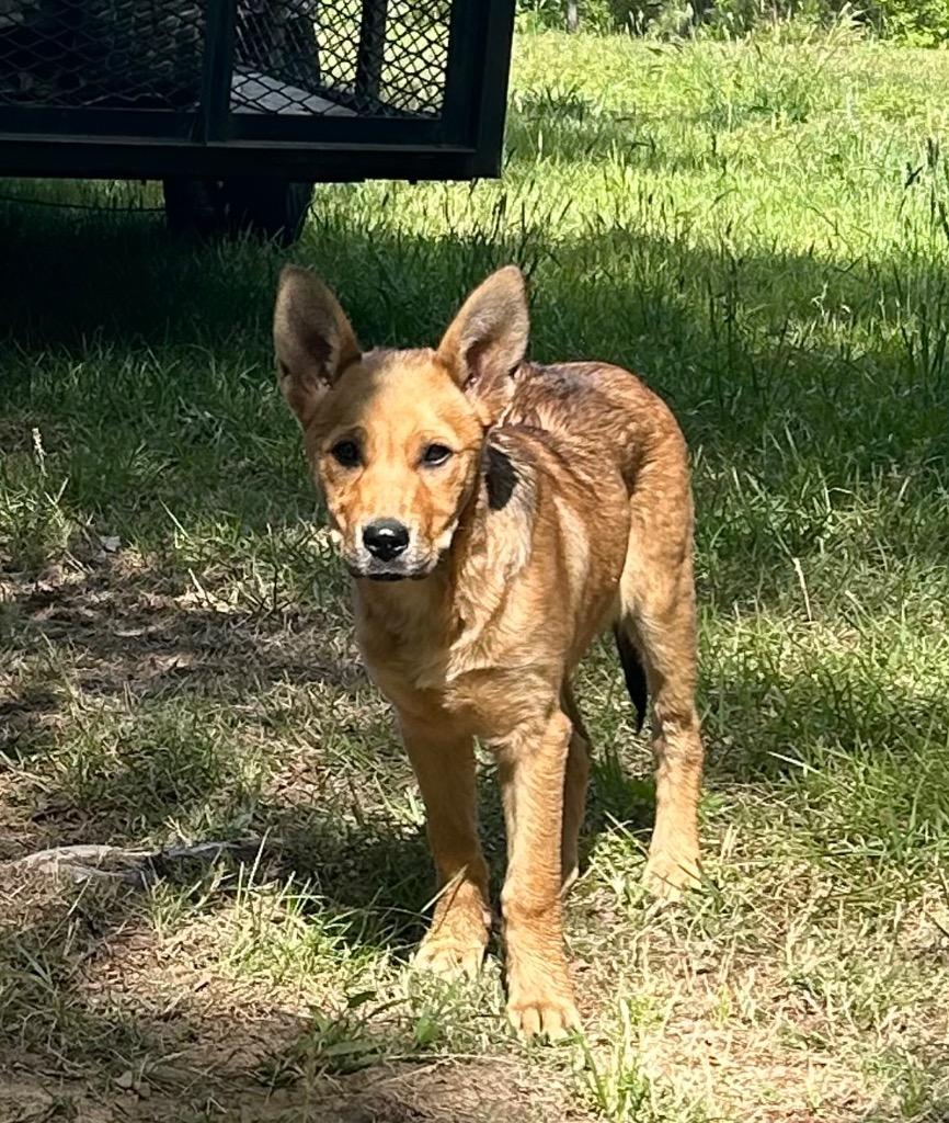 Lisa, Adoptable, Puppy Female Mixed Breed.