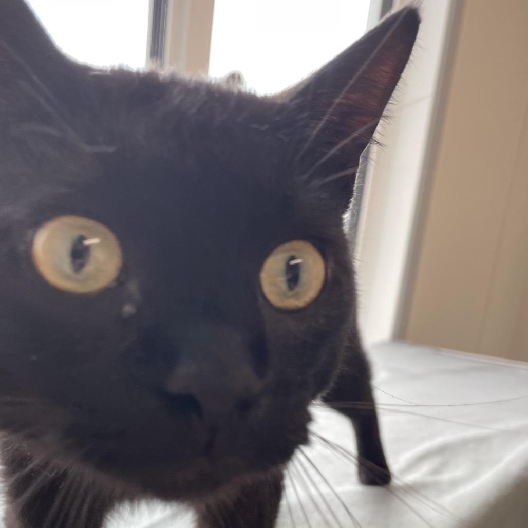 Enlarge Ernie, a Adoptable Domestic Short Hair in North Battleford, SK image 1/6