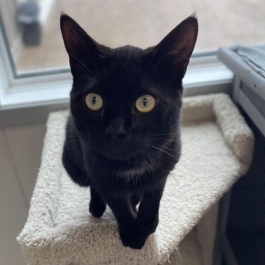 Enlarge Ernie, a Adoptable Domestic Short Hair in North Battleford, SK image 2/6
