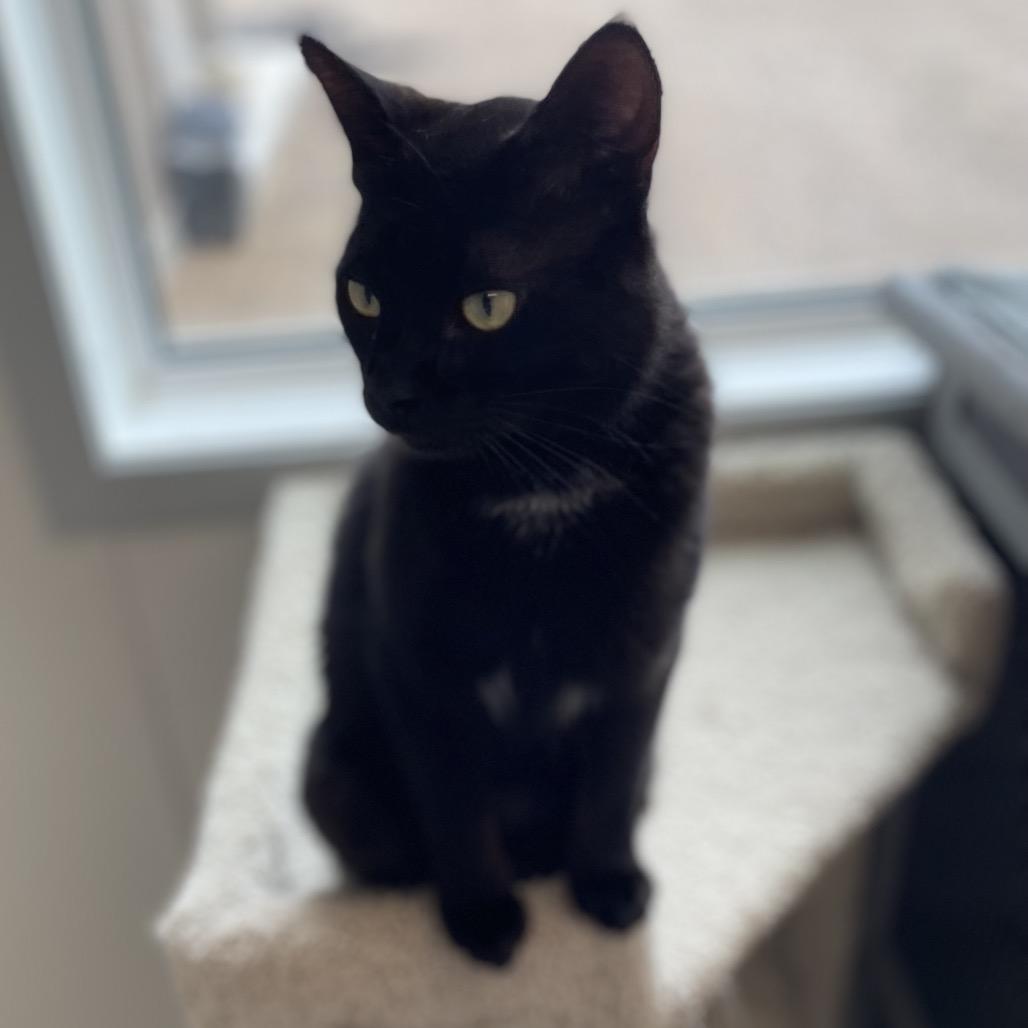 Enlarge Ernie, a Adoptable Domestic Short Hair in North Battleford, SK image 3/6