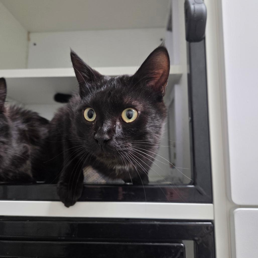 Enlarge Ernie, a Adoptable Domestic Short Hair in North Battleford, SK image 4/6