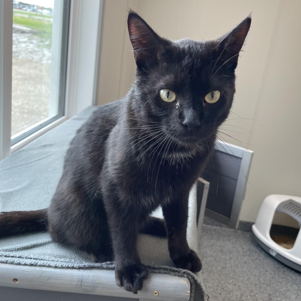Enlarge Ernie, a Adoptable Domestic Short Hair in North Battleford, SK image 5/6