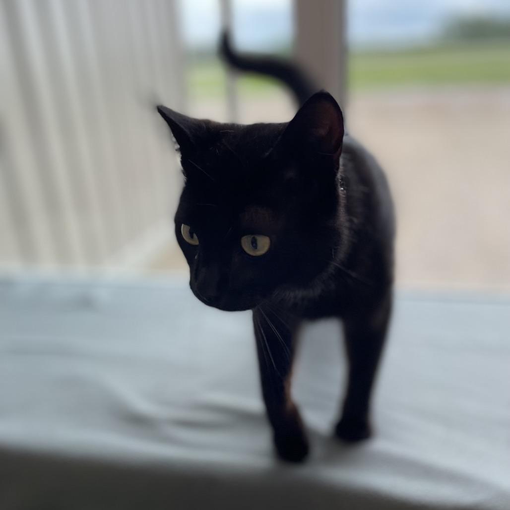 Enlarge Ernie, a Adoptable Domestic Short Hair in North Battleford, SK image 6/6