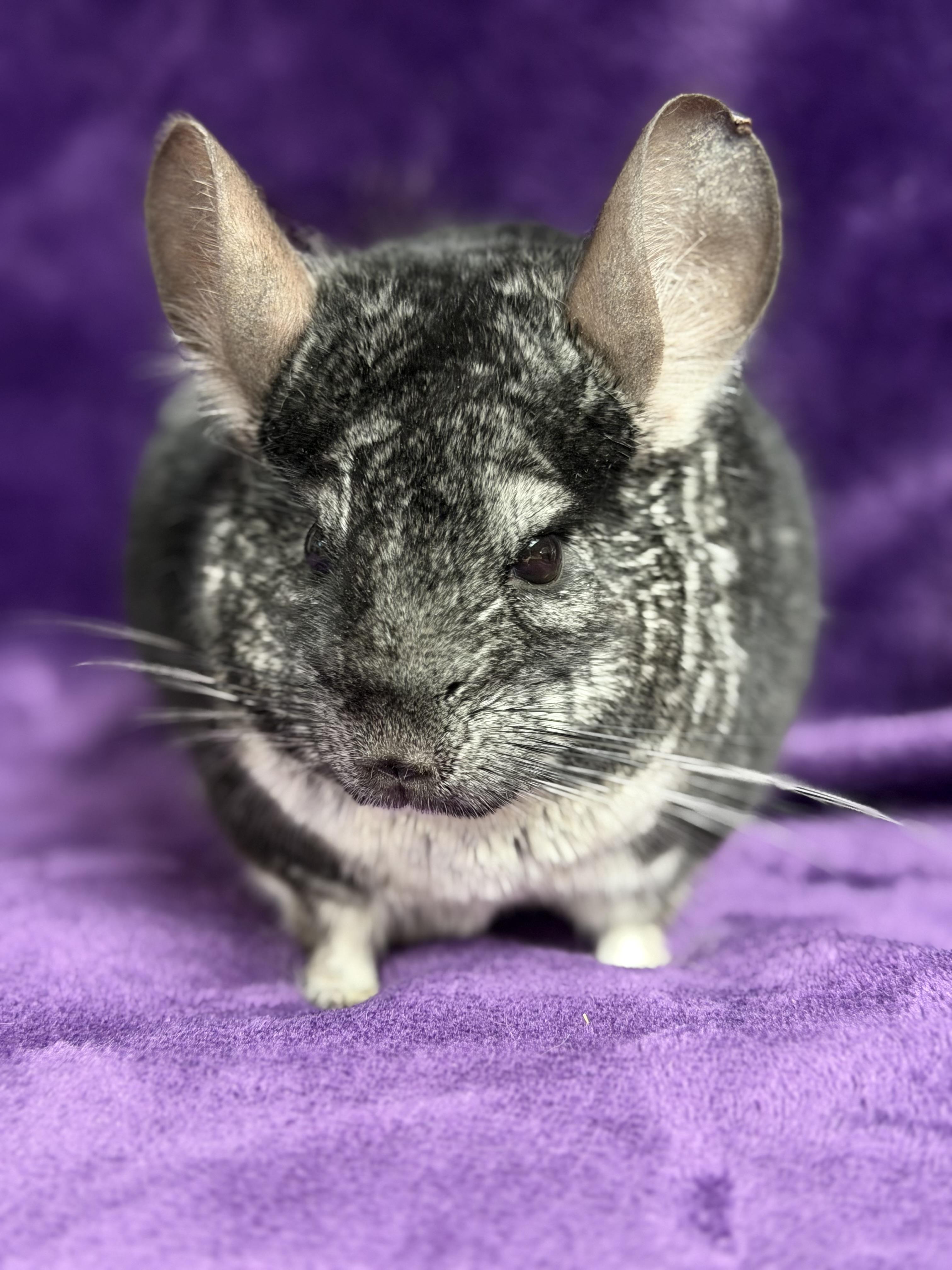 Bruce: video!!, an adopted Chinchilla in Edinburg, PA image 5/5