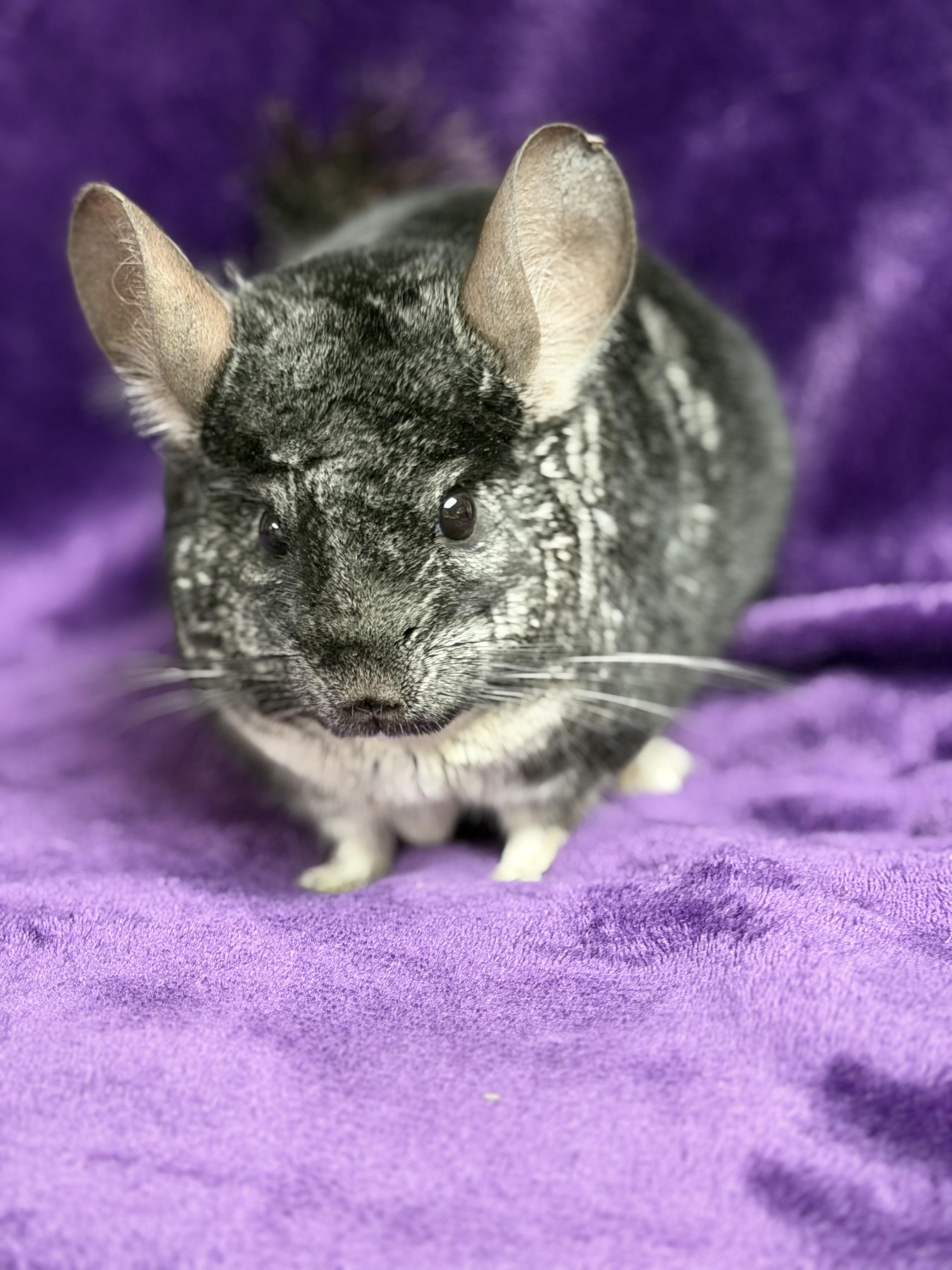 Bruce: video!!, an adopted Chinchilla in Edinburg, PA image 1/5