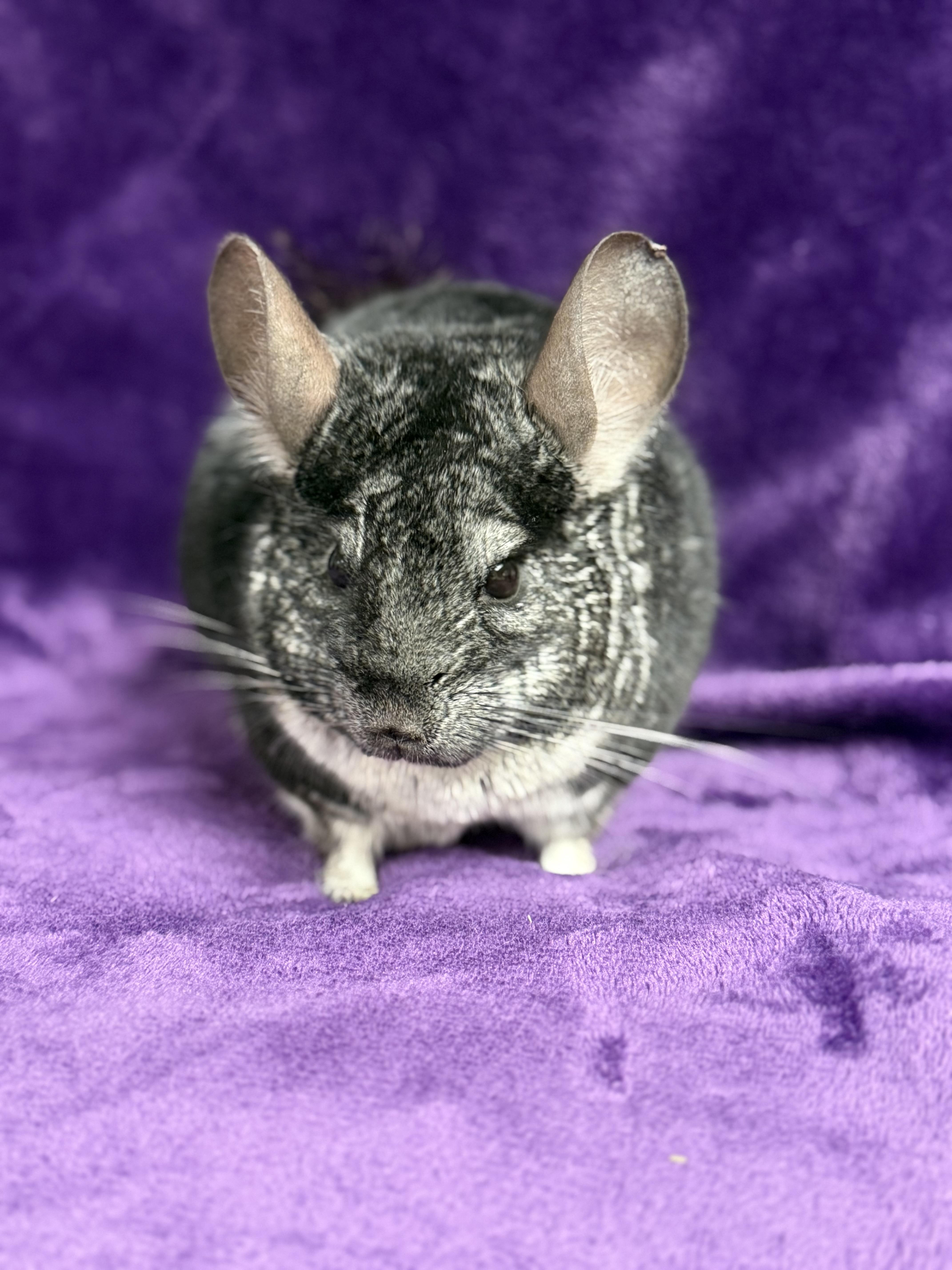 Bruce: video!!, an adopted Chinchilla in Edinburg, PA image 4/5