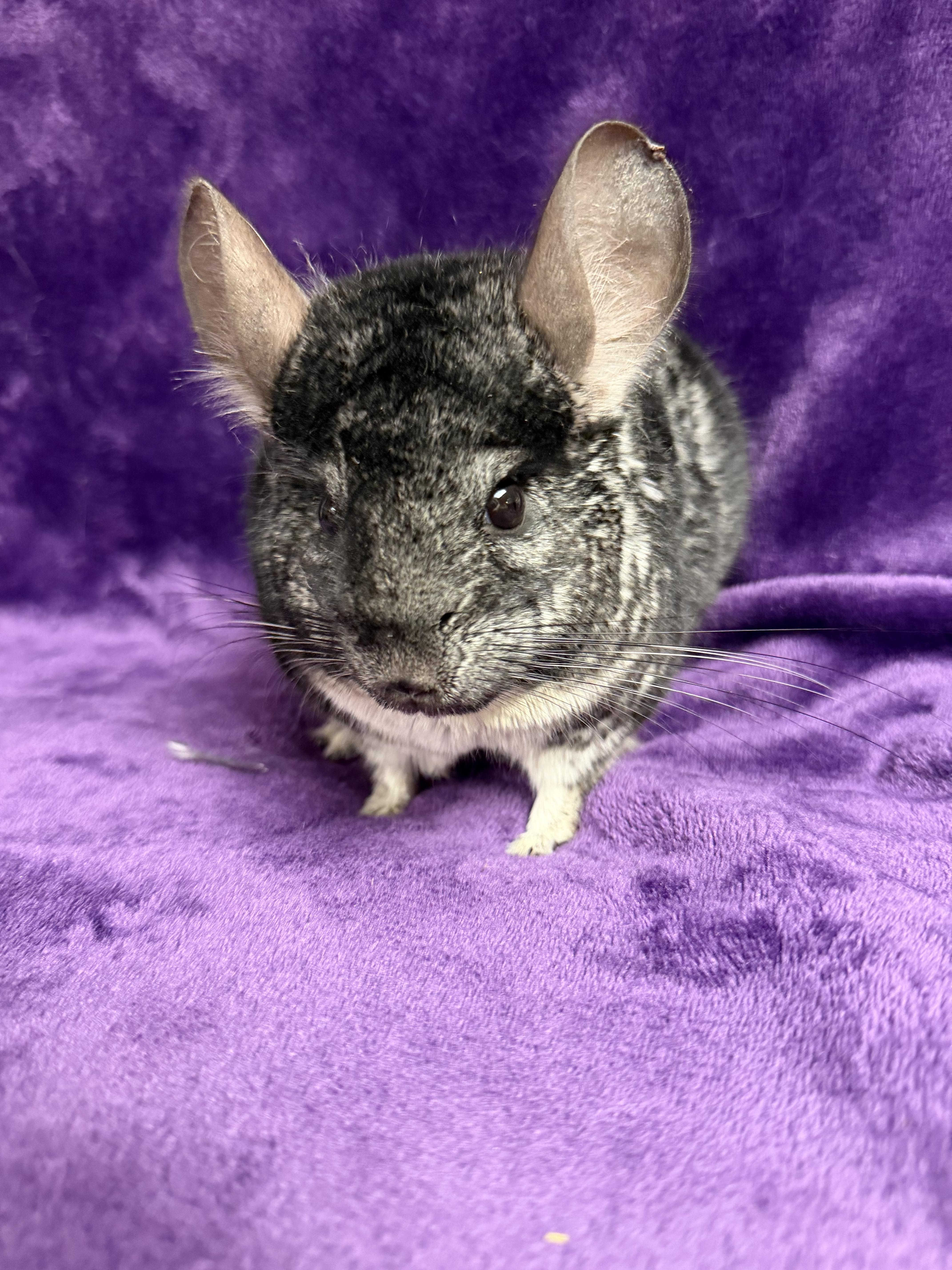 Bruce: video!!, an adopted Chinchilla in Edinburg, PA image 3/5