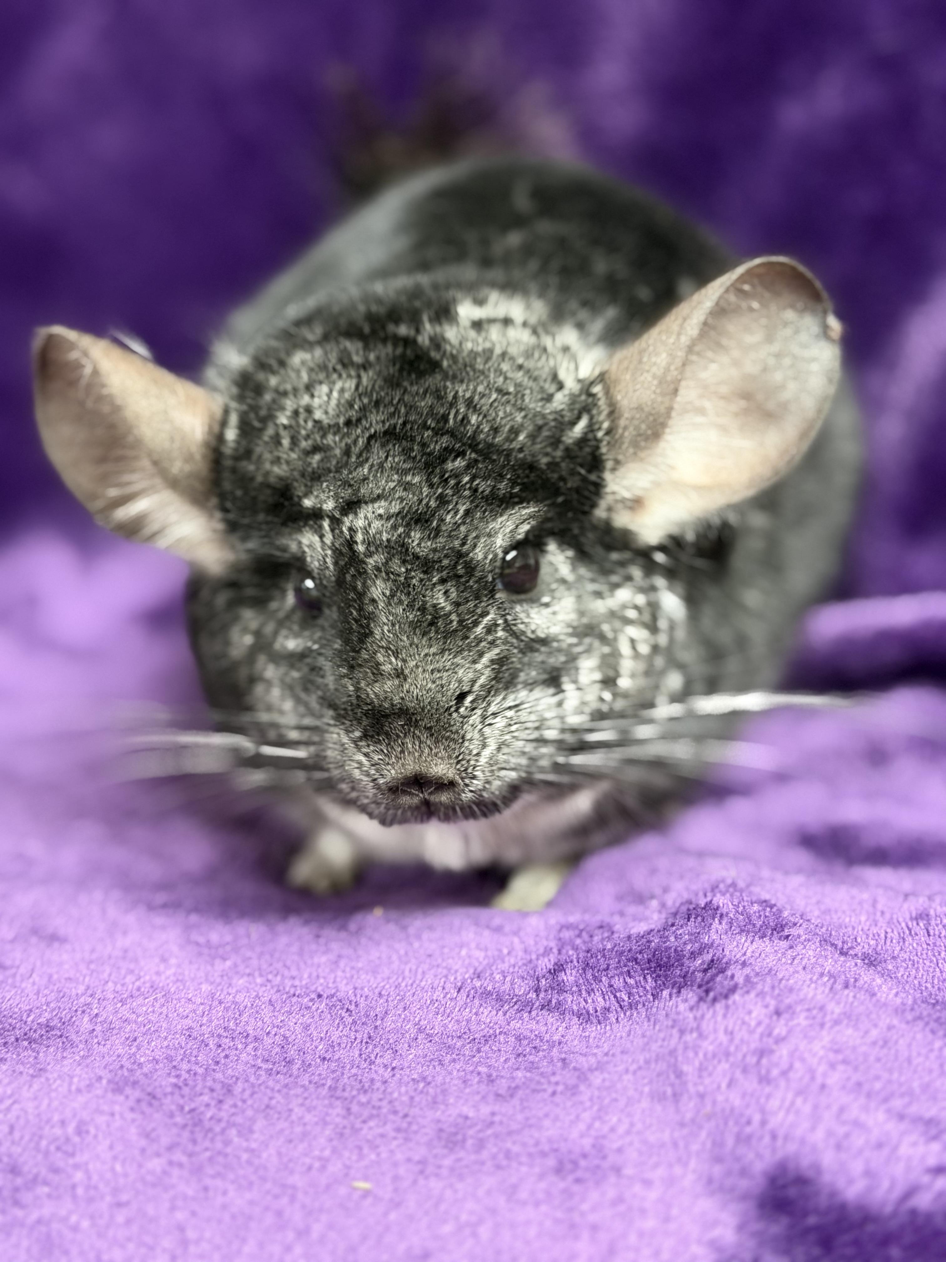 Bruce: video!!, an adopted Chinchilla in Edinburg, PA image 2/5