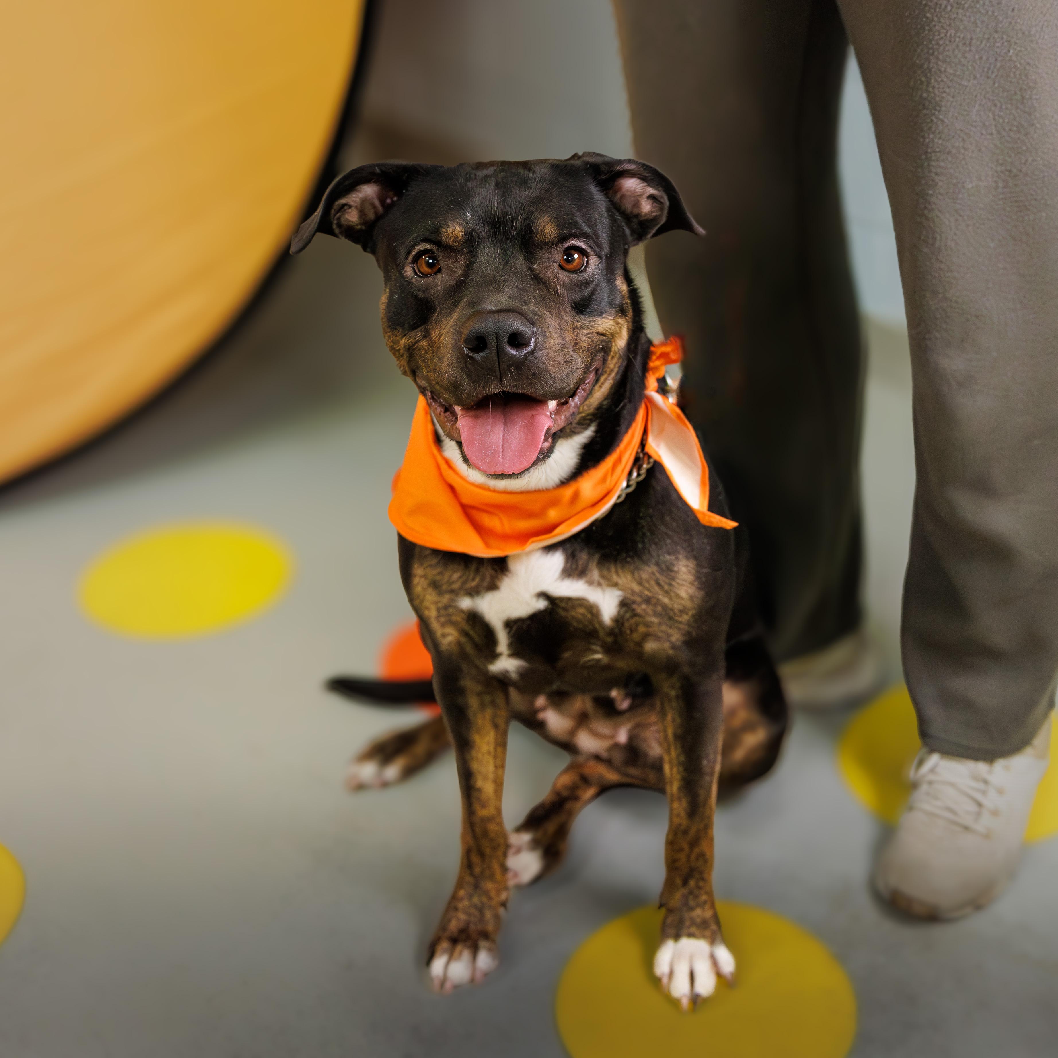 Enlarge Xena, an adoptable mixed breed in Hamilton, ON image 2/5