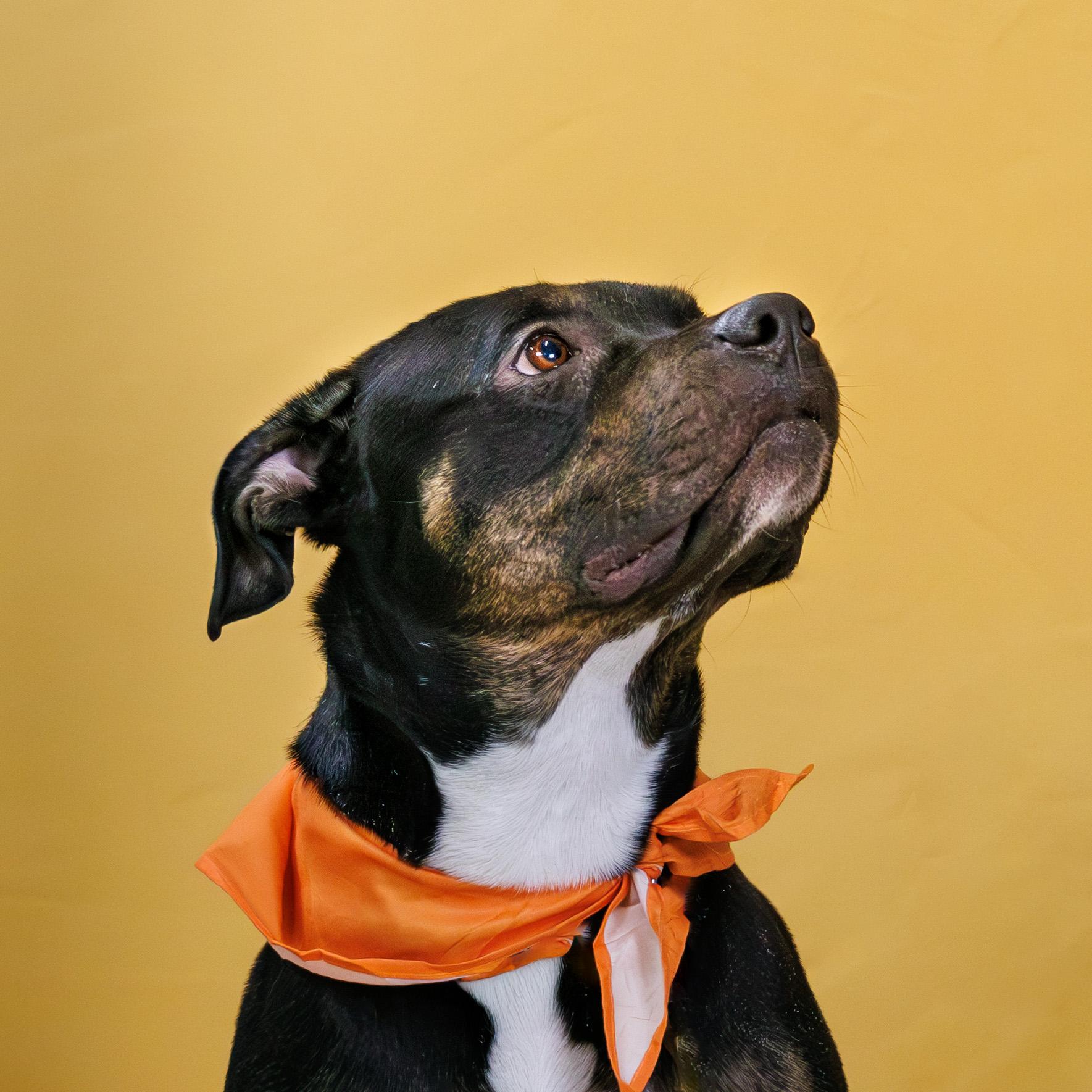 Xena, adoptable, Adult Female Rottweiler.