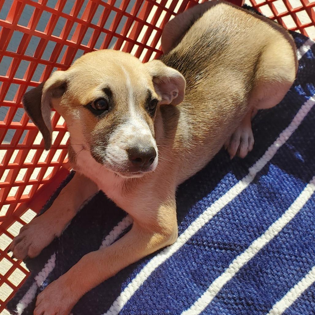 Buffy(The B Litter), Adoptable, Puppy Male Mixed Breed.