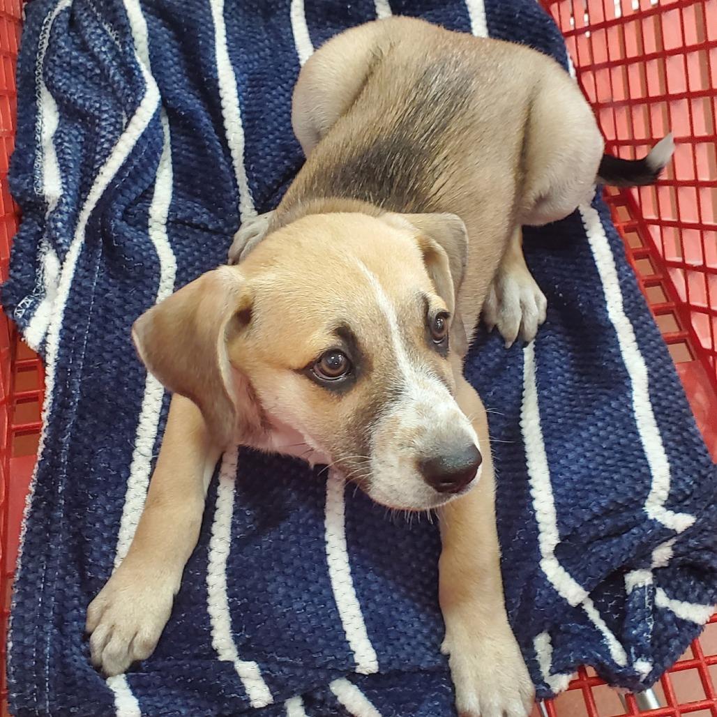 Enlarge Buffy(The B Litter), a Adoptable Mixed Breed in Lenoir, NC image 2/3