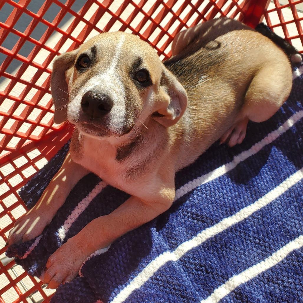 Enlarge Buffy(The B Litter), a Adoptable Mixed Breed in Lenoir, NC image 3/3