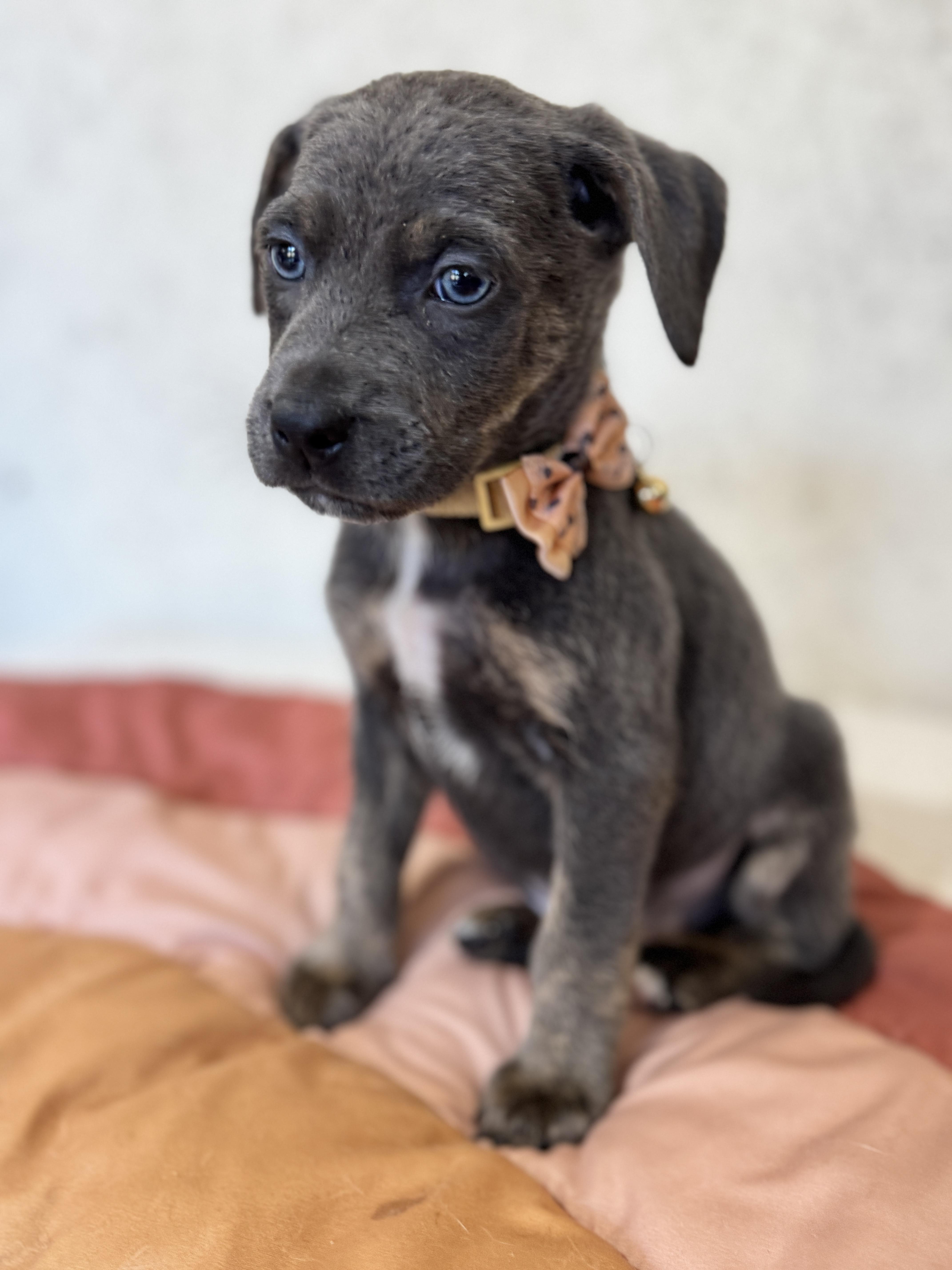 Cornbread, a Adoptable mixed breed in SYLVANIA, GA image 3/6