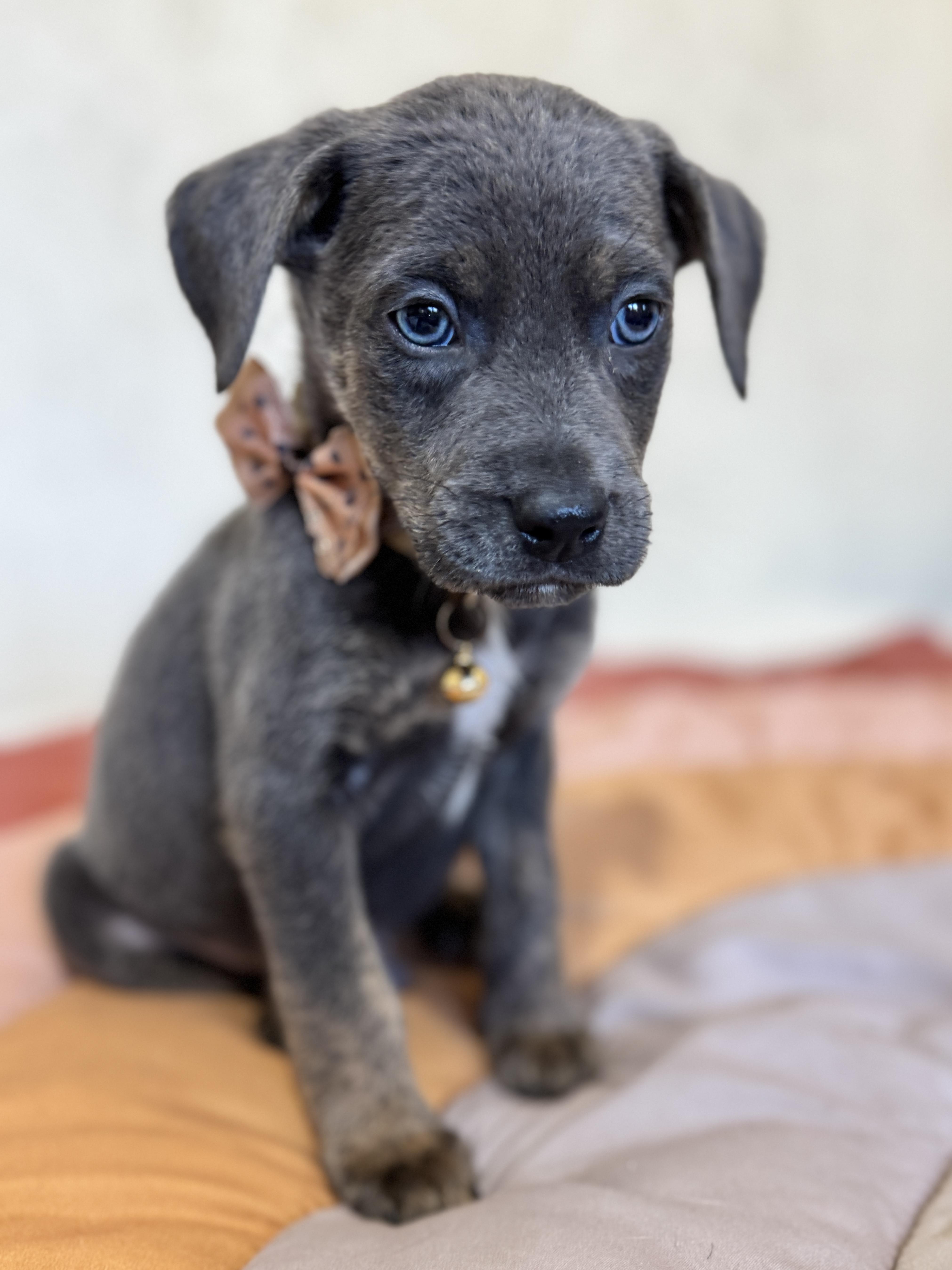 Cornbread, a Adoptable mixed breed in SYLVANIA, GA image 2/6