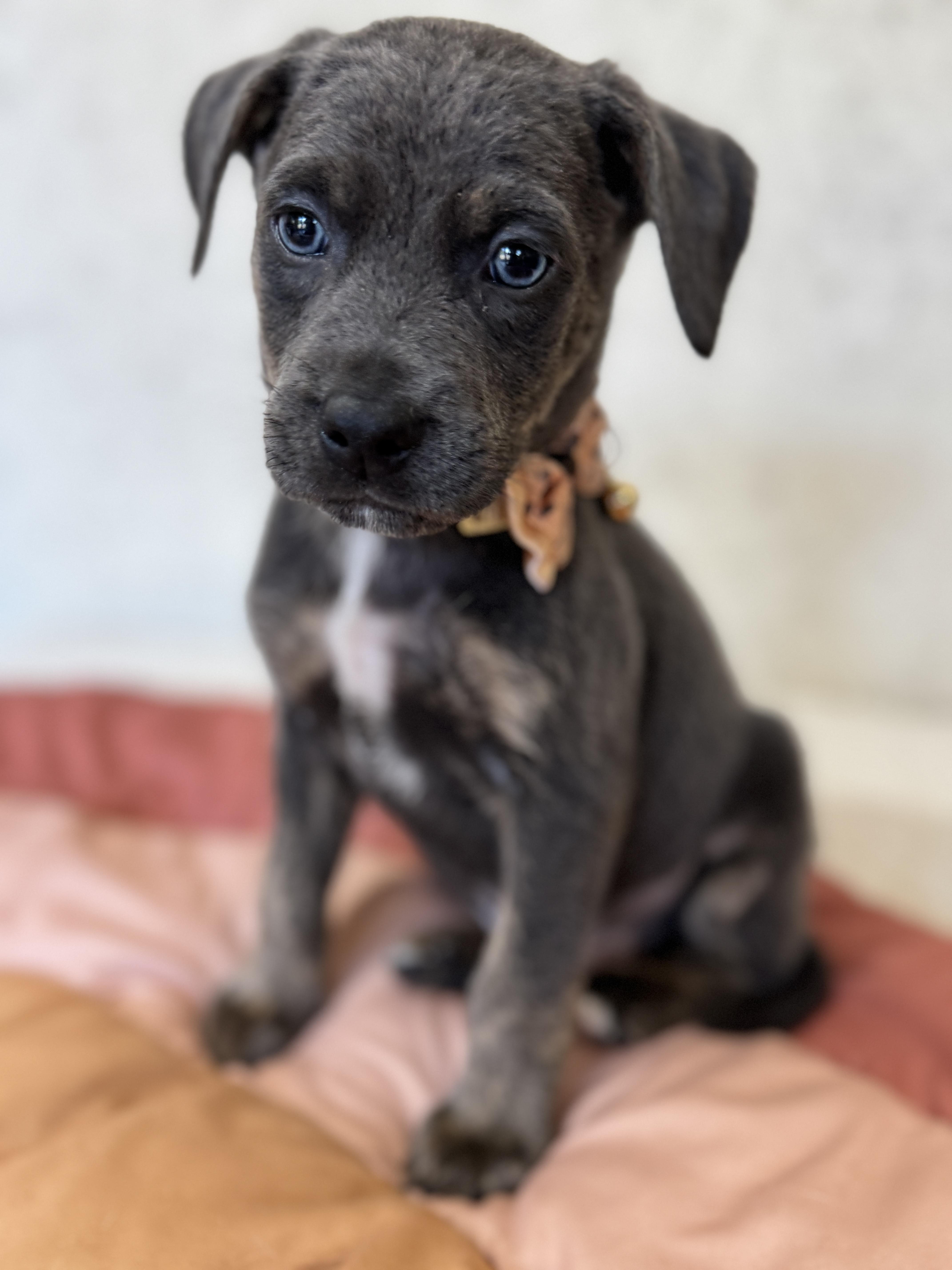 Cornbread, a Adoptable mixed breed in SYLVANIA, GA image 4/6