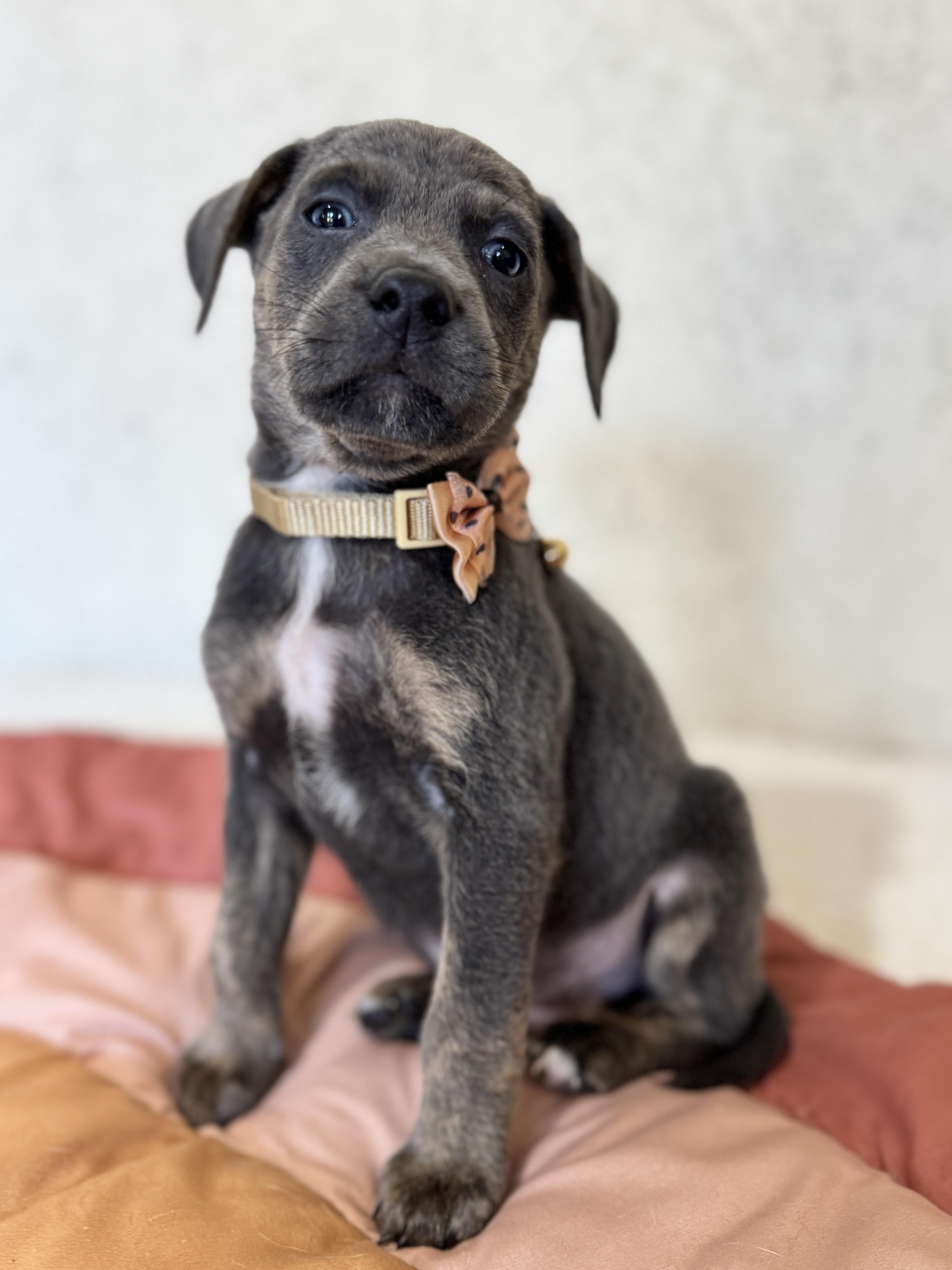 Cornbread, a Adoptable mixed breed in SYLVANIA, GA image 5/6