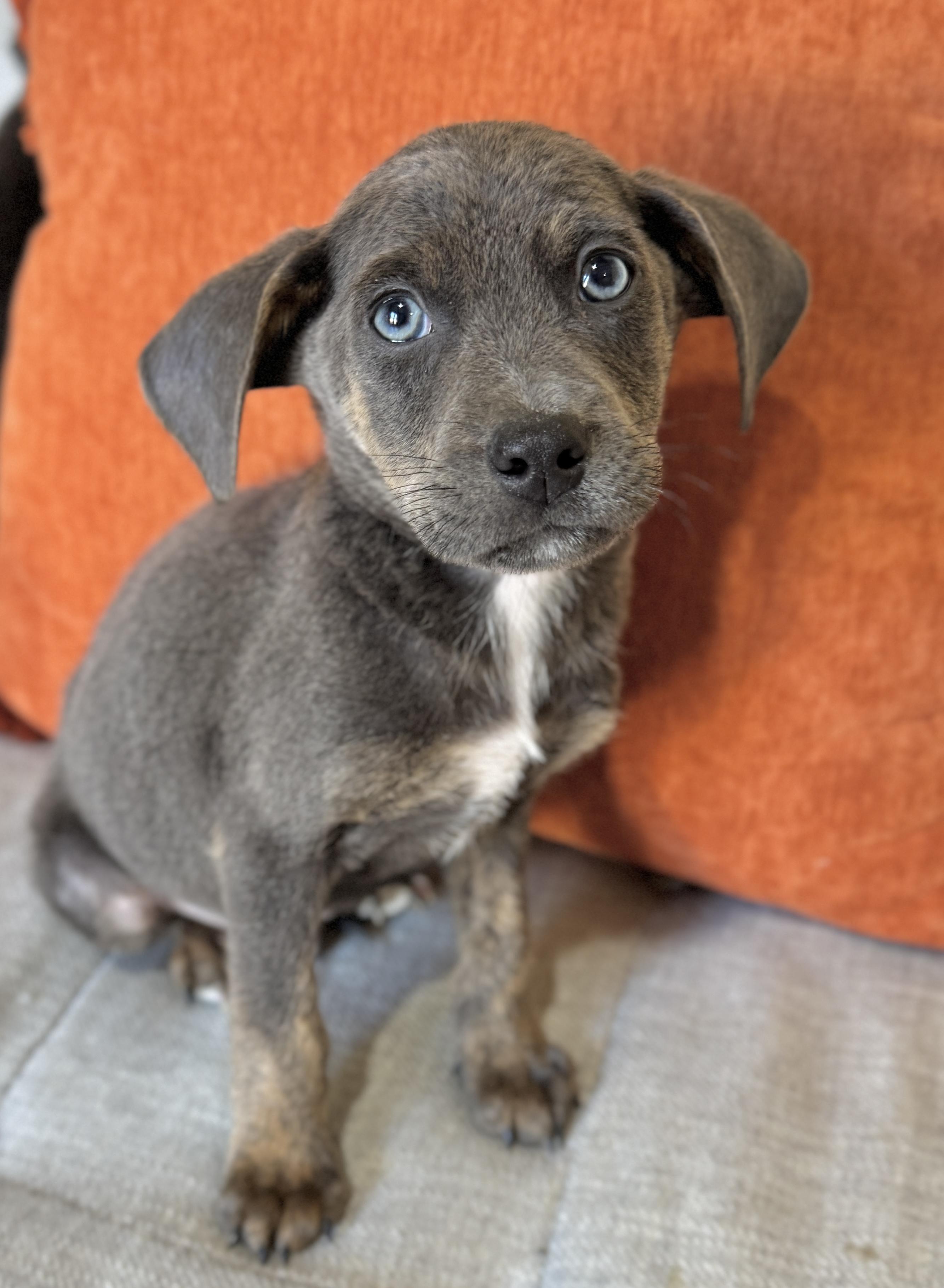 Cornbread, a Adoptable mixed breed in SYLVANIA, GA image 1/6
