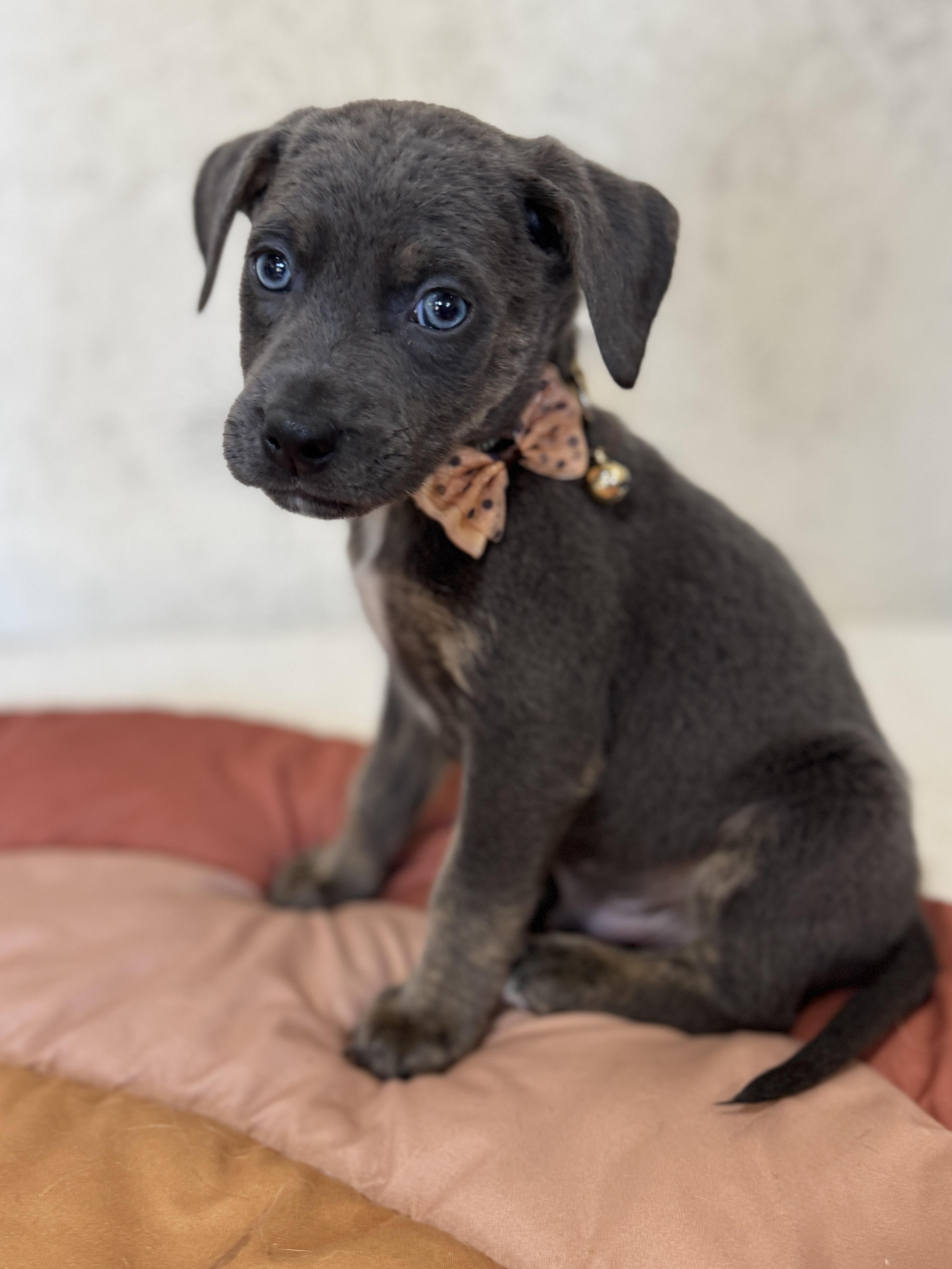 Cornbread, a Adoptable mixed breed in SYLVANIA, GA image 6/6