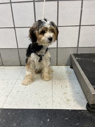 Biscuits photo