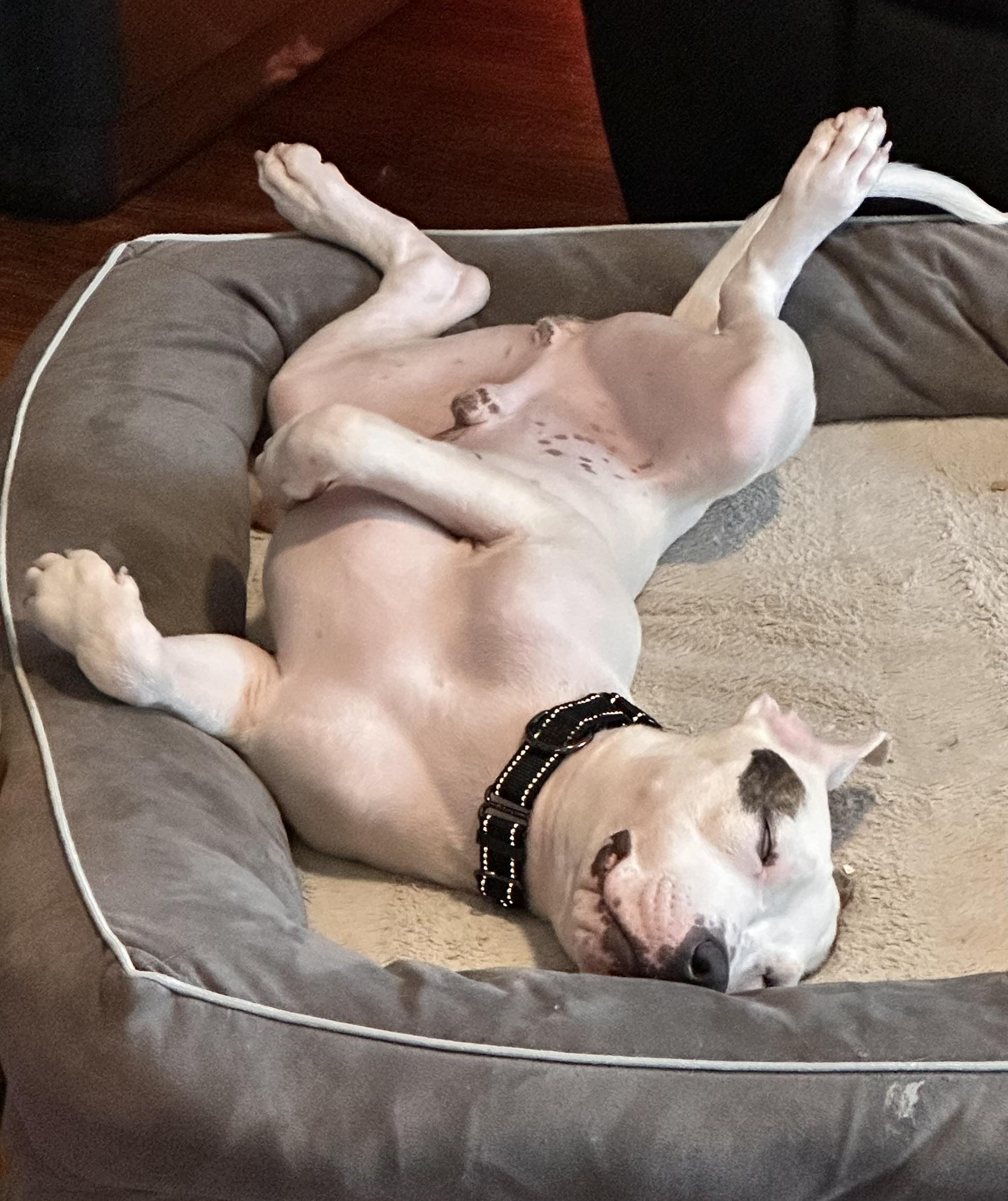 Enlarge Louie, a Adoptable mixed breed in Chandler, AZ image 2/3