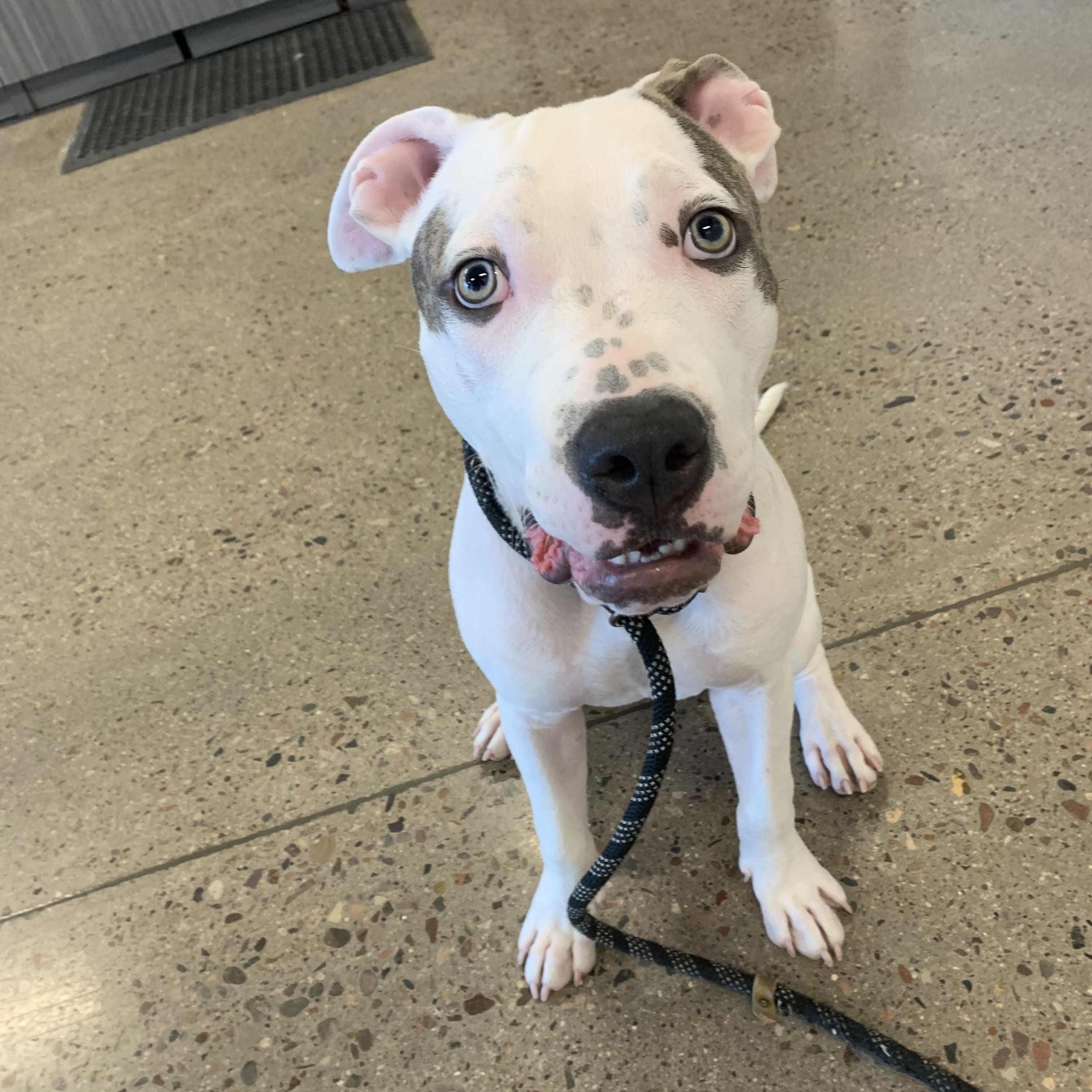 Enlarge Louie, a Adoptable mixed breed in Chandler, AZ image 3/3