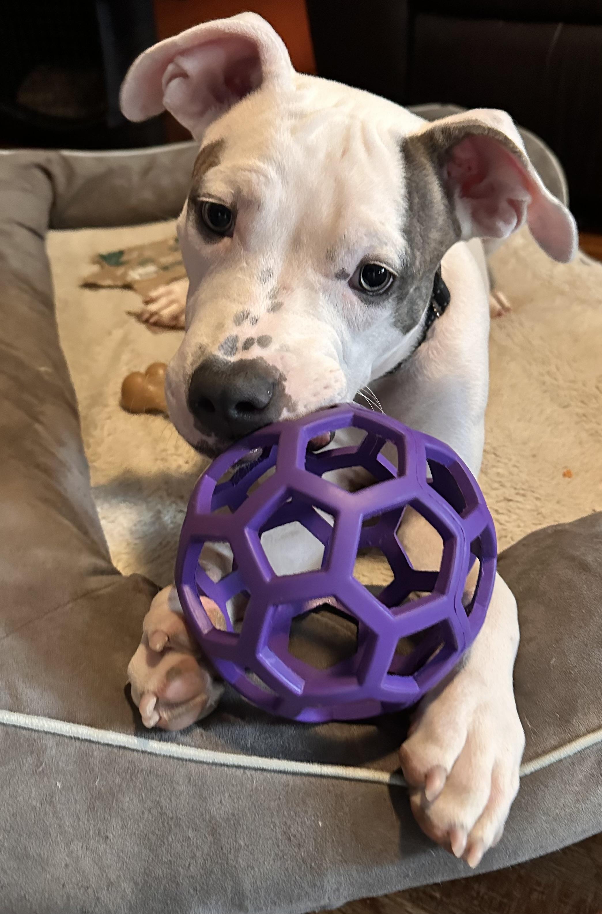Louie, Adoptable, Young Male American Staffordshire Terrier & Pit Bull Terrier.