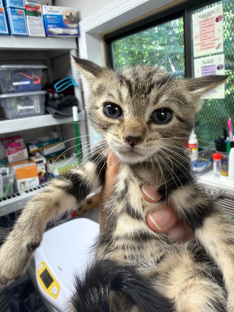 Peggy O, Adoptable, Kitten Female Domestic Short Hair.