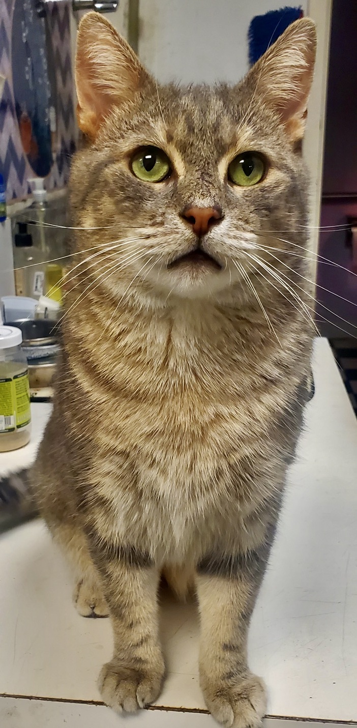 Enlarge Danny Boy, a Adopted Domestic Short Hair in Hasbrouck Heights, NJ image 2/6