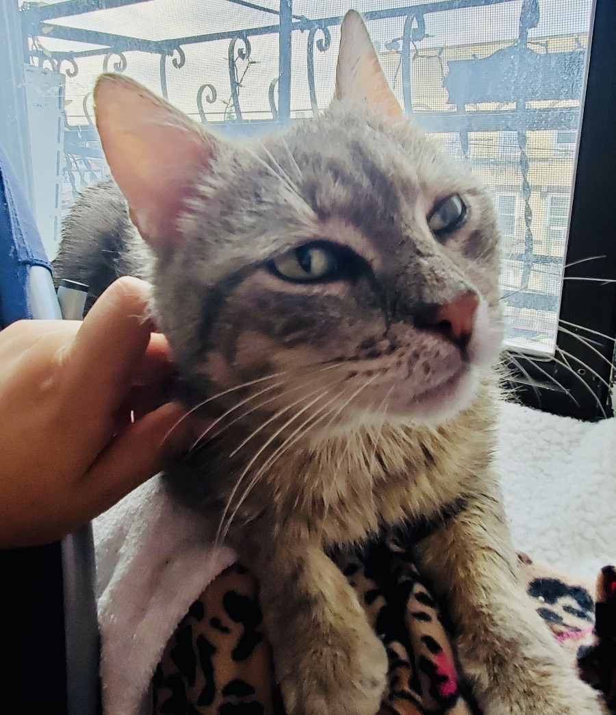 Enlarge Danny Boy, a Adopted Domestic Short Hair in Hasbrouck Heights, NJ image 4/6