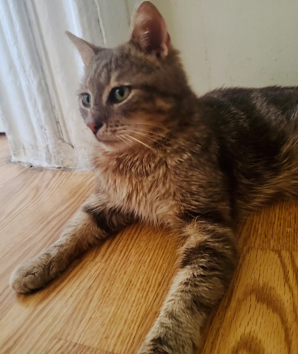 Enlarge Danny Boy, a Adopted Domestic Short Hair in Hasbrouck Heights, NJ image 5/6