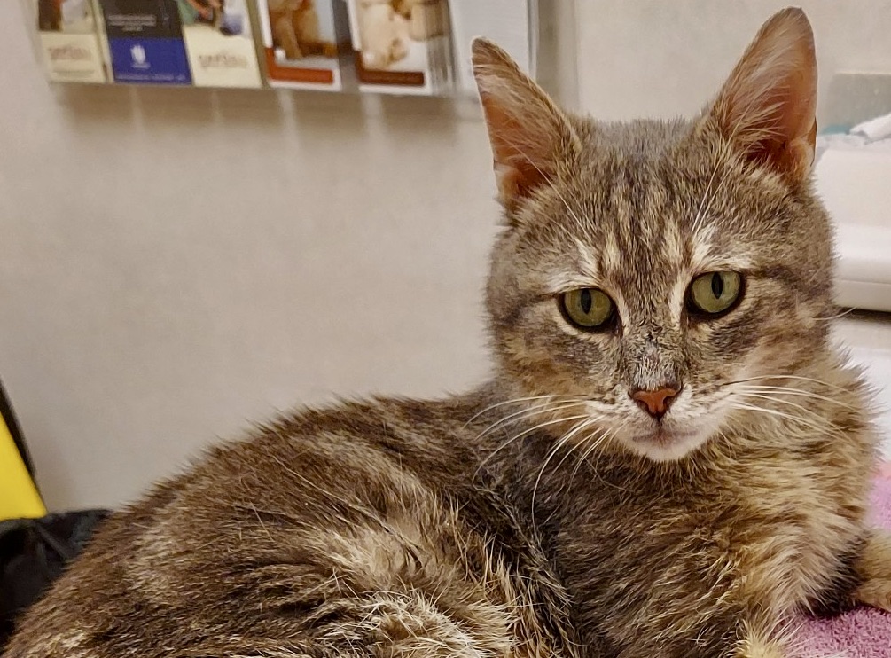 Danny Boy, Adopted, Adult Male Domestic Short Hair.