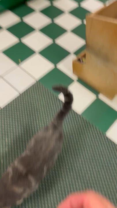 Enlarge Danny Boy, a Adopted Domestic Short Hair in Hasbrouck Heights, NJ video 6/6