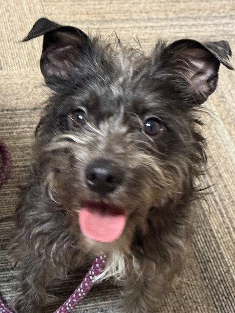 Enlarge Rosie Cotton, a Adoptable Cairn Terrier in Bay City, MI image 1/1