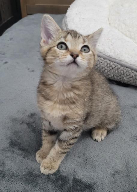 Enlarge Primrose, a Adoptable Domestic Short Hair in Washington Grove, MD image 6/6