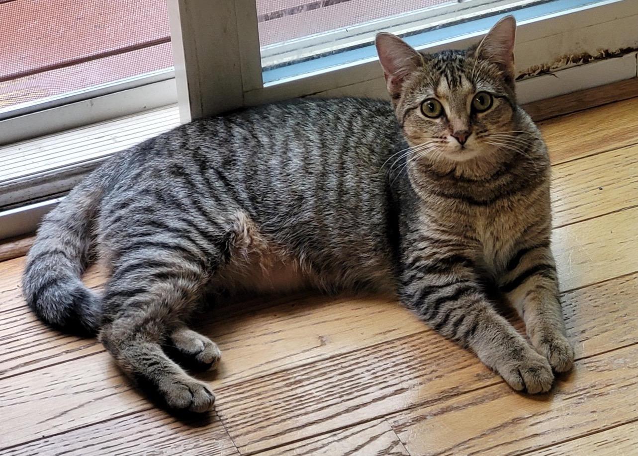 Enlarge Primrose, an adopted Domestic Short Hair in Washington Grove, MD image 3/4
