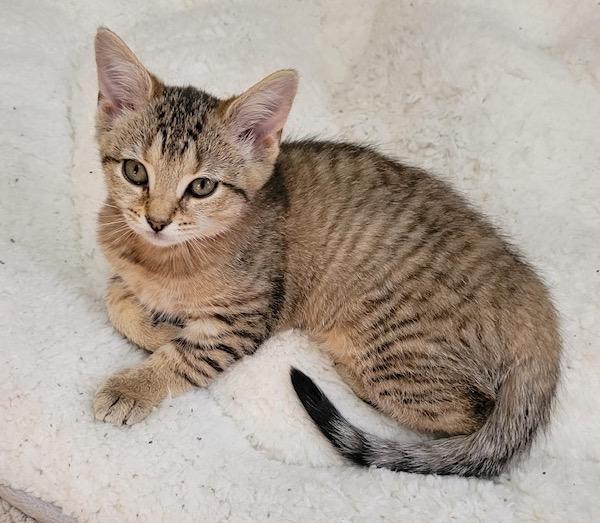 Enlarge Primrose, a Adoptable Domestic Short Hair in Washington Grove, MD image 1/6