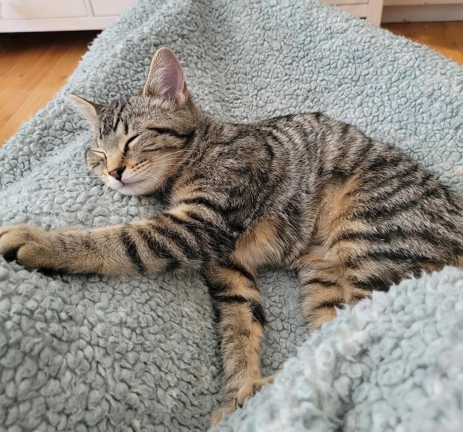 Enlarge Primrose, a Adoptable Domestic Short Hair in Washington Grove, MD image 3/4