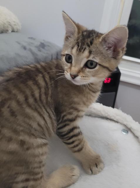 Enlarge Primrose, a Adoptable Domestic Short Hair in Washington Grove, MD image 3/6