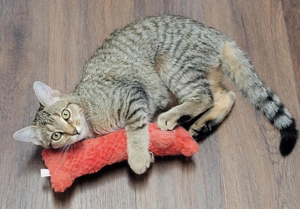 Enlarge Primrose, a Adoptable Domestic Short Hair in Washington Grove, MD image 2/4