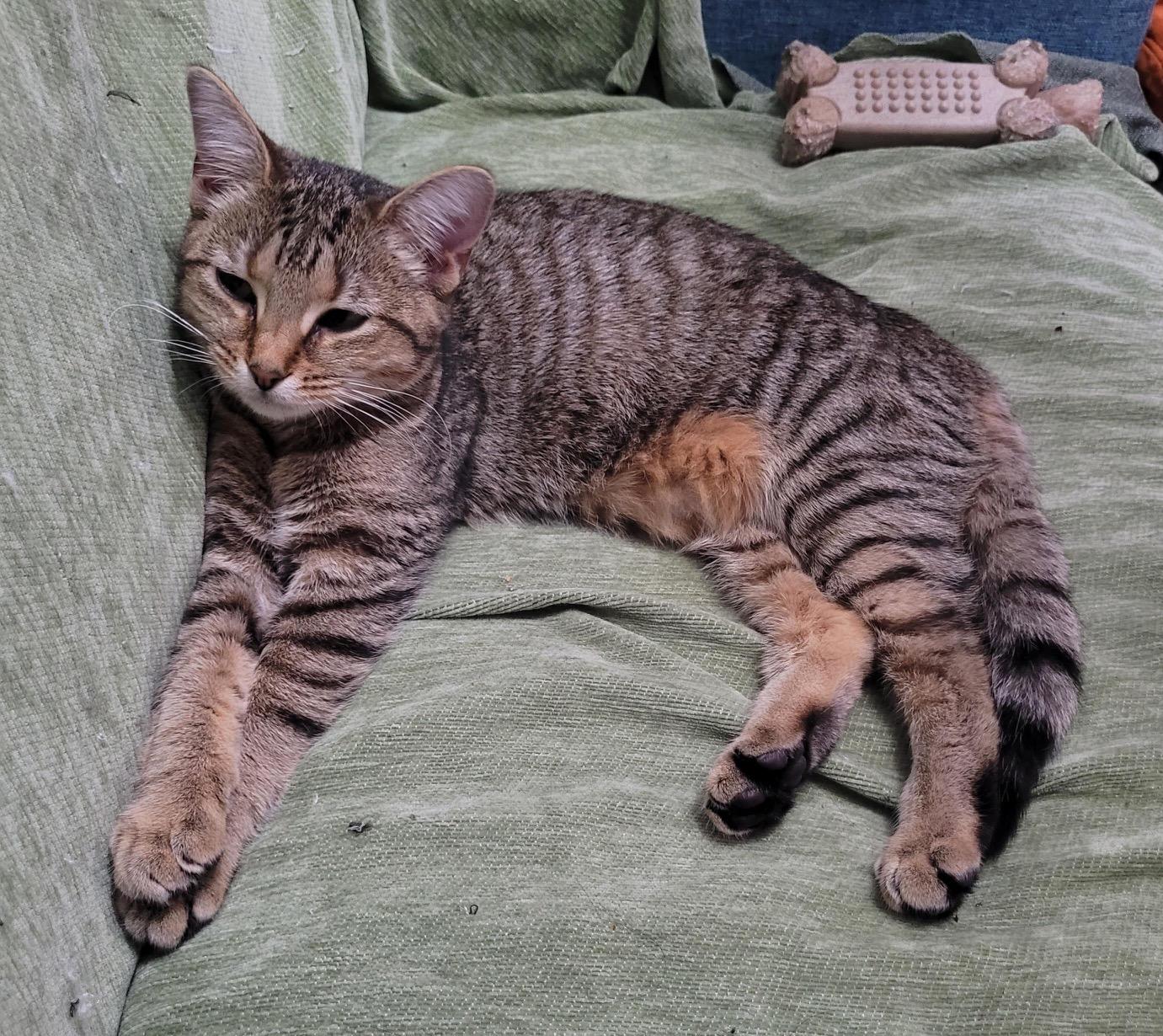 Enlarge Primrose, an adopted Domestic Short Hair in Washington Grove, MD image 1/4