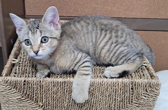 Enlarge Primrose, a Adoptable Domestic Short Hair in Washington Grove, MD image 2/6