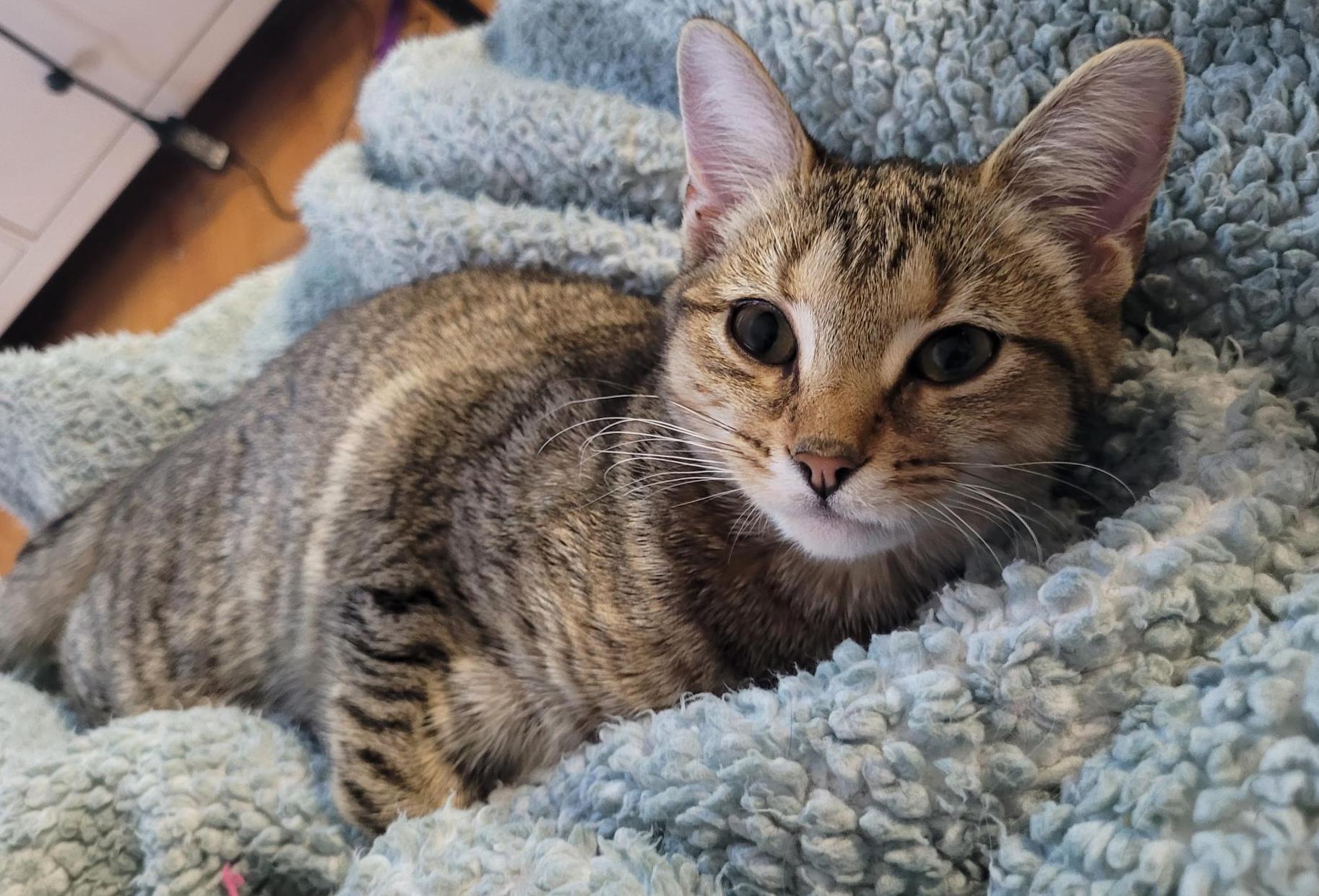 Primrose, Adoptable, Kitten Female Domestic Short Hair.