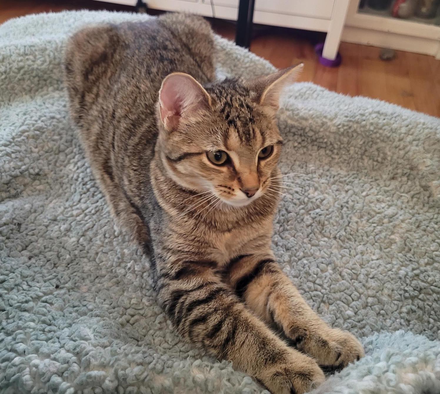 Enlarge Primrose, a Adoptable Domestic Short Hair in Washington Grove, MD image 4/4