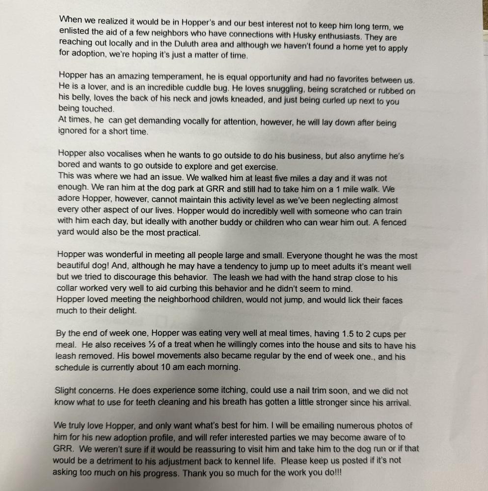 Hopper, Adoptable, Adult Male Husky.