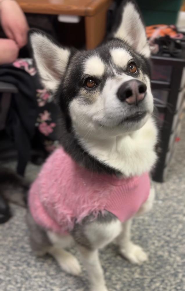 Enlarge Hopper, a Adoptable mixed breed in Bemidji, MN image 5/6