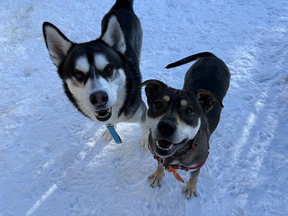 Enlarge Hopper, a Adoptable mixed breed in Bemidji, MN image 6/6