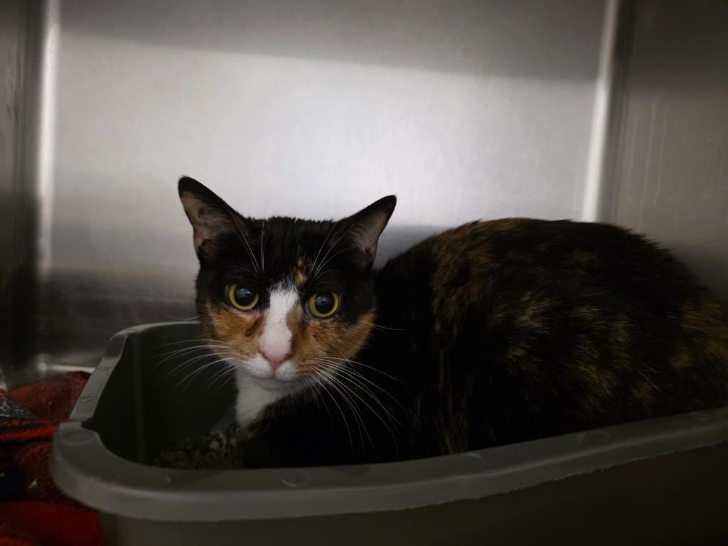 Jane Hopper, Adoptable, Young Female Domestic Short Hair.