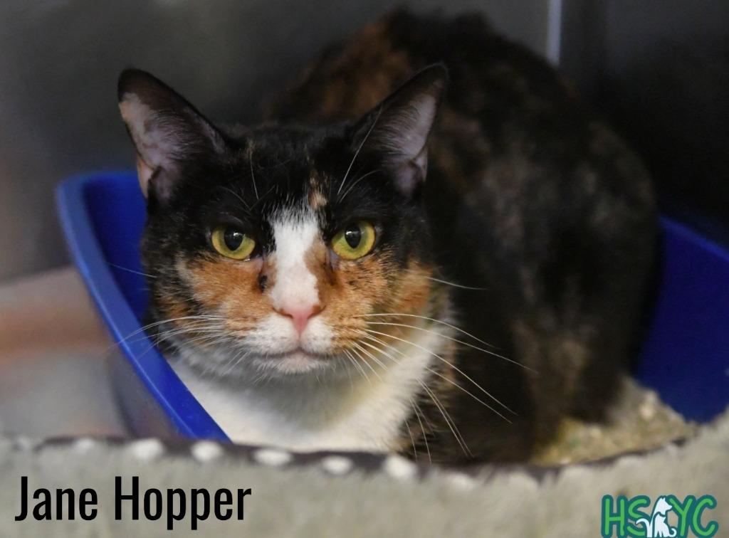 Jane Hopper, a Adoptable mixed breed in Fort Mill, SC image 2/3